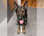 Small German Shepherd Dog