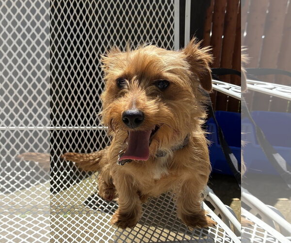 Medium Photo #1 Mutt Puppy For Sale in Pottstown, PA, USA
