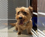 Small Mutt