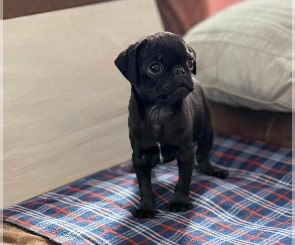 Medium Photo #1 Pug Puppy For Sale in BRIDGETOWN, OH, USA