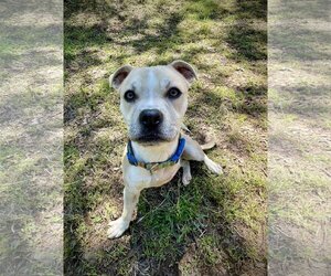 American Staffordshire Terrier-Unknown Mix Dogs for adoption in Milpitas, CA, USA