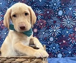 Small #6 Labrador Retriever