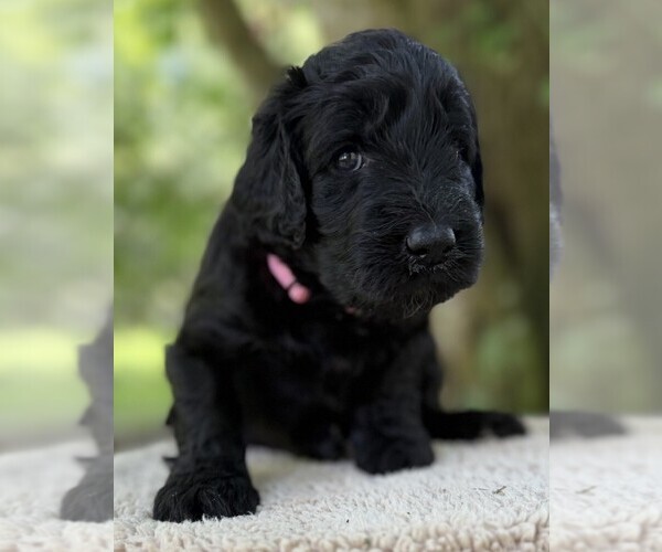 Medium Photo #61 Goldendoodle Puppy For Sale in PIERSON, FL, USA