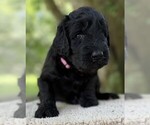 Small Photo #61 Goldendoodle Puppy For Sale in PIERSON, FL, USA
