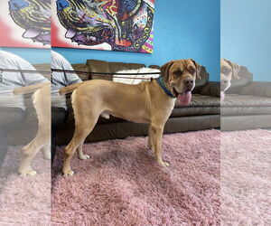 Mastiff Dogs for adoption in Goodyear, AZ, USA