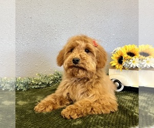 Mini Whoodle (Wheaten Terrier/Miniature Poodle) Puppy for Sale in DOSS, Missouri USA