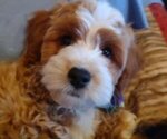 Puppy 0 Cavachon-Poodle (Miniature) Mix