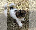 Small #6 Shih Tzu