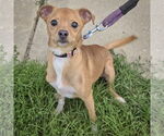 Small #4 Italian Greyhuahua