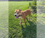 Small #2 Staffordshire Bull Terrier Mix