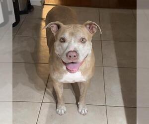 Mutt Dogs for adoption in Camarillo, CA, USA