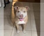 *MILLIE - Female Mutt Dog for Adoption - Small photo