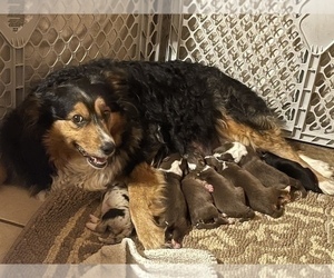 Mother of the Australian Shepherd puppies born on 06/21/2022