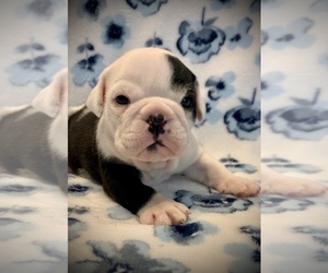 English Bulldog Puppy for sale in MILTON, FL, USA