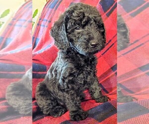 Double Doodle Puppy for sale in WESTLAKE, OR, USA