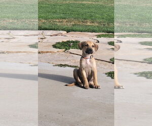 German Shepherd Dog-Unknown Mix Dogs for adoption in MIDWAY, UT, USA