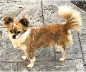 Mother of the Chihuahua puppies born on 10/17/2025