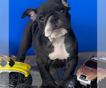 Small Photo #5 Bulldog Puppy For Sale in MISSOURI CITY, TX, USA