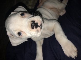 Boxer Puppy for sale in WASHINGTON, IA, USA