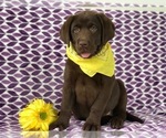 Small Photo #5 Labrador Retriever Puppy For Sale in EAST EARL, PA, USA