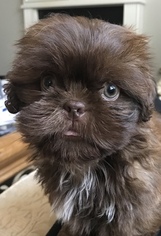 Father of the Shih Tzu puppies born on 12/12/2018