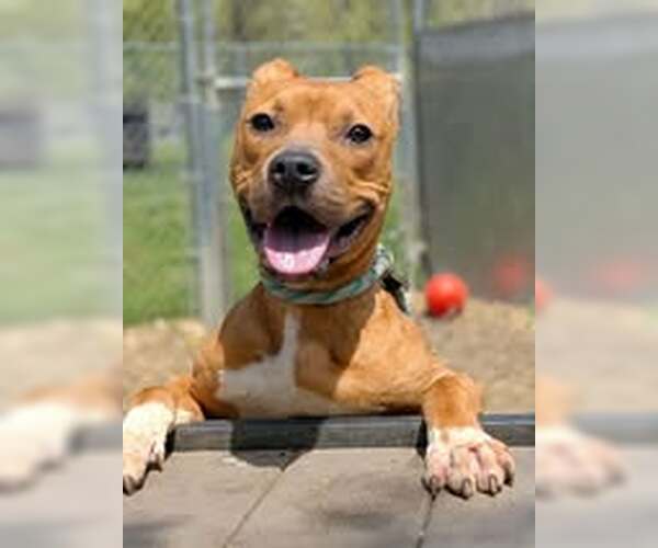 Medium Photo #3 Mutt Puppy For Sale in Crete, IL, USA