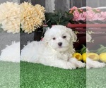 Small Havanese