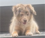 Small #26 Miniature Australian Shepherd