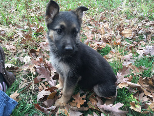 German Shepherd Dog Puppy for sale in MACON, MO, USA