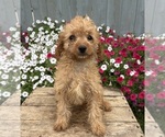 Small #3 Cavapoo mix (+ Poodle Miniature)