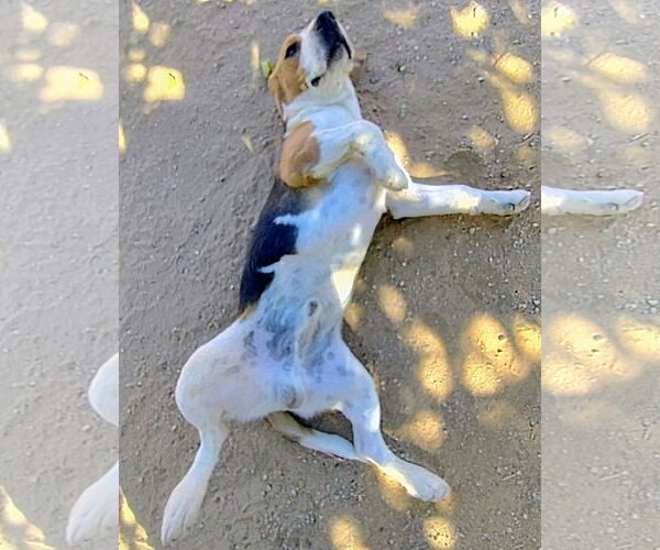 Medium Photo #4 Beagle Puppy For Sale in Apple Valley, CA, USA