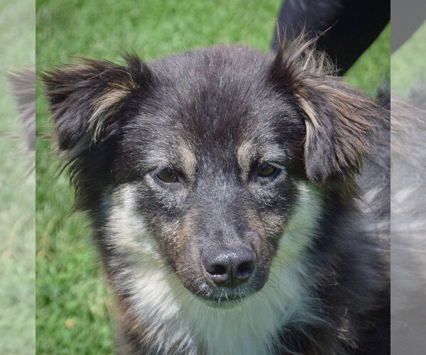 Medium Photo #5 Pomeranian-Unknown Mix Puppy For Sale in Huntley, IL, USA