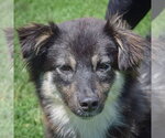 Small #4 Pomeranian Mix