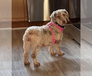 Poodle (Standard) Dogs for adoption in Batavia, NY, USA