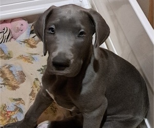Great Dane Puppy for sale in ROCHESTER, NY, USA