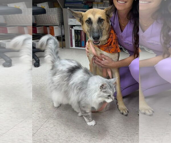 Medium Photo #2 German Shepherd Dog Puppy For Sale in Hoffman Estates, IL, USA