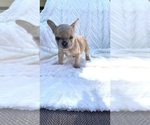 Small Photo #4 French Bulldog Puppy For Sale in FLORENCE, KY, USA