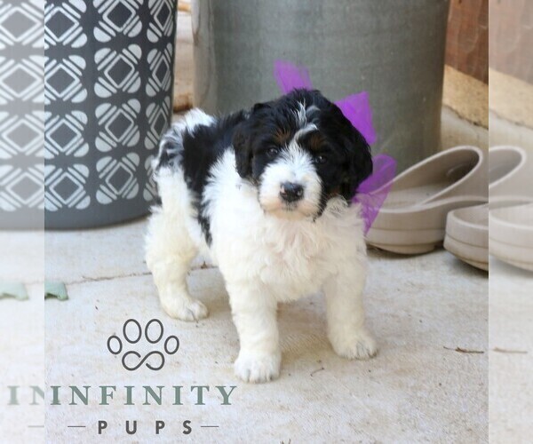 Medium Photo #5 Bernedoodle (Miniature) (+ Poodle Miniature) Puppy For Sale in NARVON, PA, USA