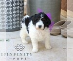 Small #4 Bernedoodle (Miniature) (+ Poodle Miniature)