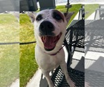 Small #1 Mutt