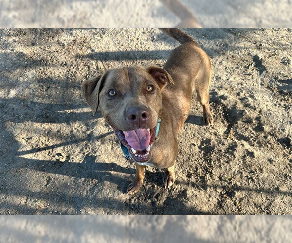 Medium Photo #3 Labrador Retriever-Unknown Mix Puppy For Sale in Ocala, FL, USA