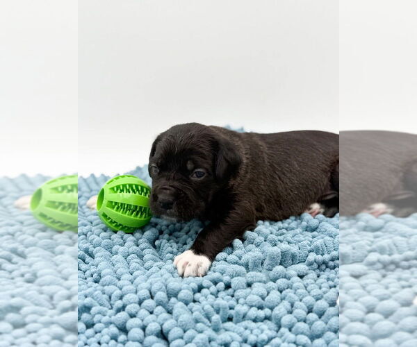 Medium Photo #2 Mutt Puppy For Sale in Brooklyn, NY, USA