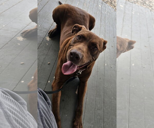 Medium Photo #3 - Mix Puppy For Sale in Brooklyn Center, MN, USA