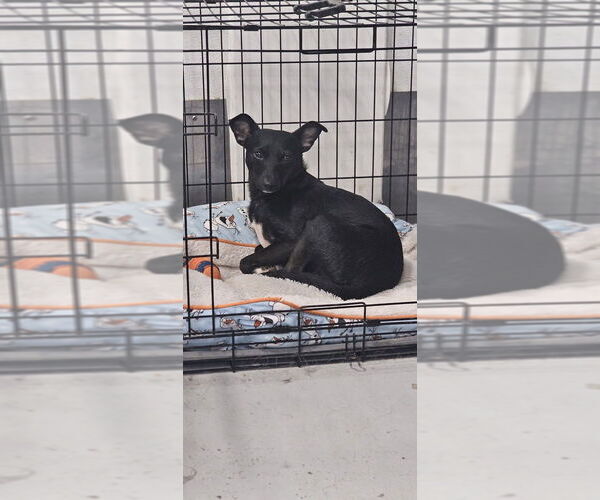 Medium Photo #2 Chihuahua-Unknown Mix Puppy For Sale in Studio City, CA, USA