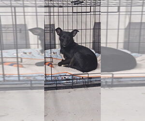 Pretty Girl #5219 - Female Chihuahua-Unknown Mix Dog for Adoption - Photo #2