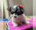 Small #9 Yorkshire Terrier