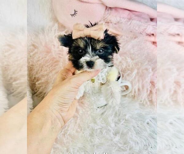 Medium Photo #25 Morkie Puppy For Sale in THONOTOSASSA, FL, USA