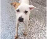 Small #1 American Pit Bull Terrier Mix