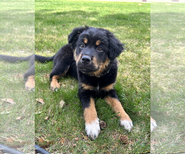 Medium Photo #4 Mutt Puppy For Sale in Polson, MT, USA