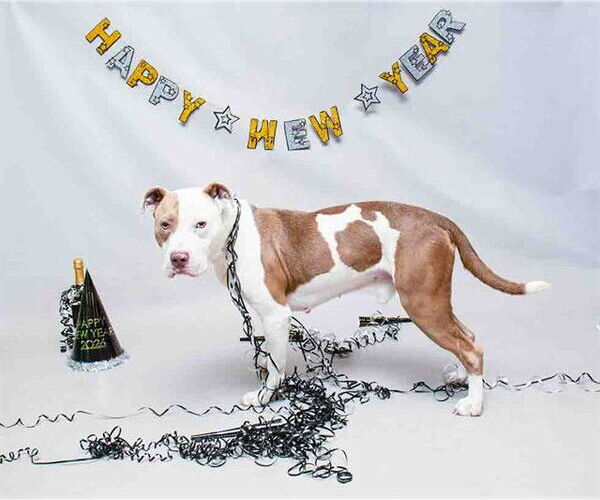 Medium Photo #2 Mutt Puppy For Sale in Sanford, FL, USA